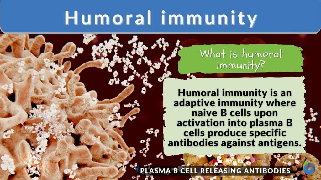 Humoral Immunity - Definition And Examples - Biology Online Dictionary