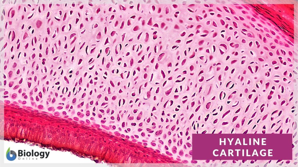 Hyaline cartilage - Definition and Examples - Biology Online Dictionary