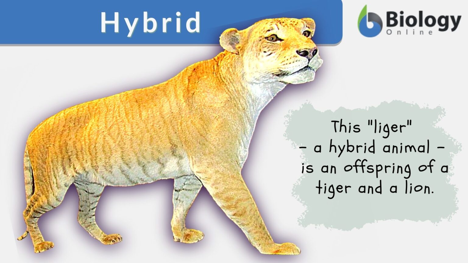 hybrid-definition-and-examples-biology-online-dictionary