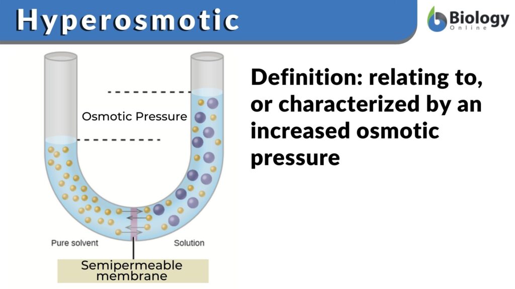 hyperosmotic-definition-and-examples-biology-online-dictionary