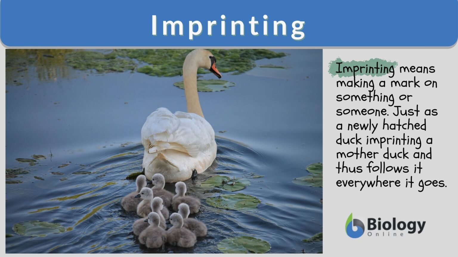 imprinting-definition-and-examples-biology-online-dictionary