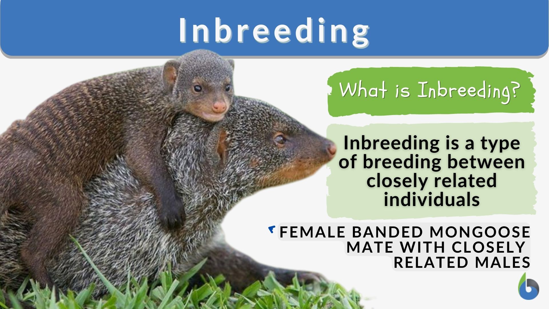 Inbreeding Definition And Examples Biology Online Dictionary