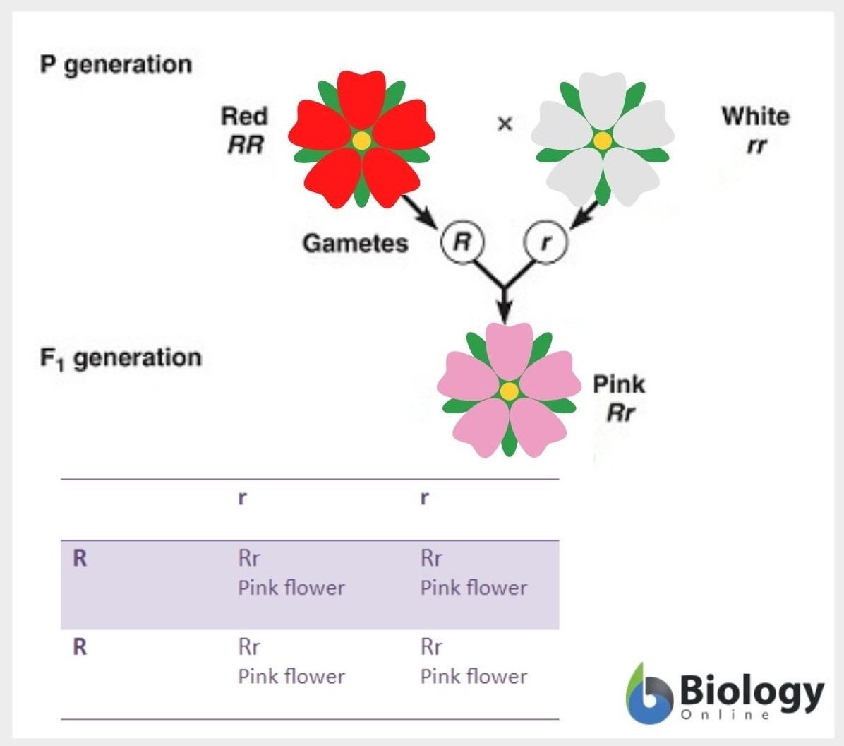 Incomplete dominance - Definition and Examples - Biology Online Dictionary