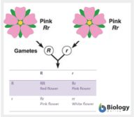 Incomplete Dominance - Definition And Examples - Biology Online Dictionary