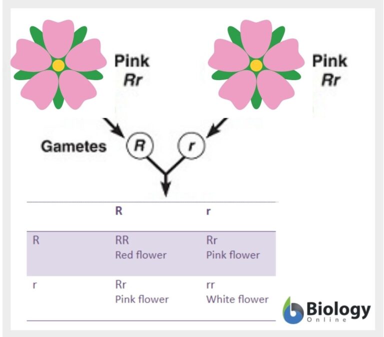 Incomplete dominance - Definition and Examples - Biology Online Dictionary