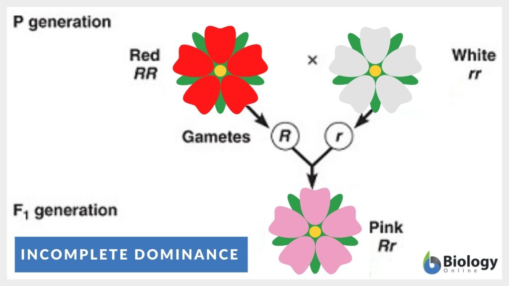 Incomplete Dominance Definition And Examples Biology Online Dictionary