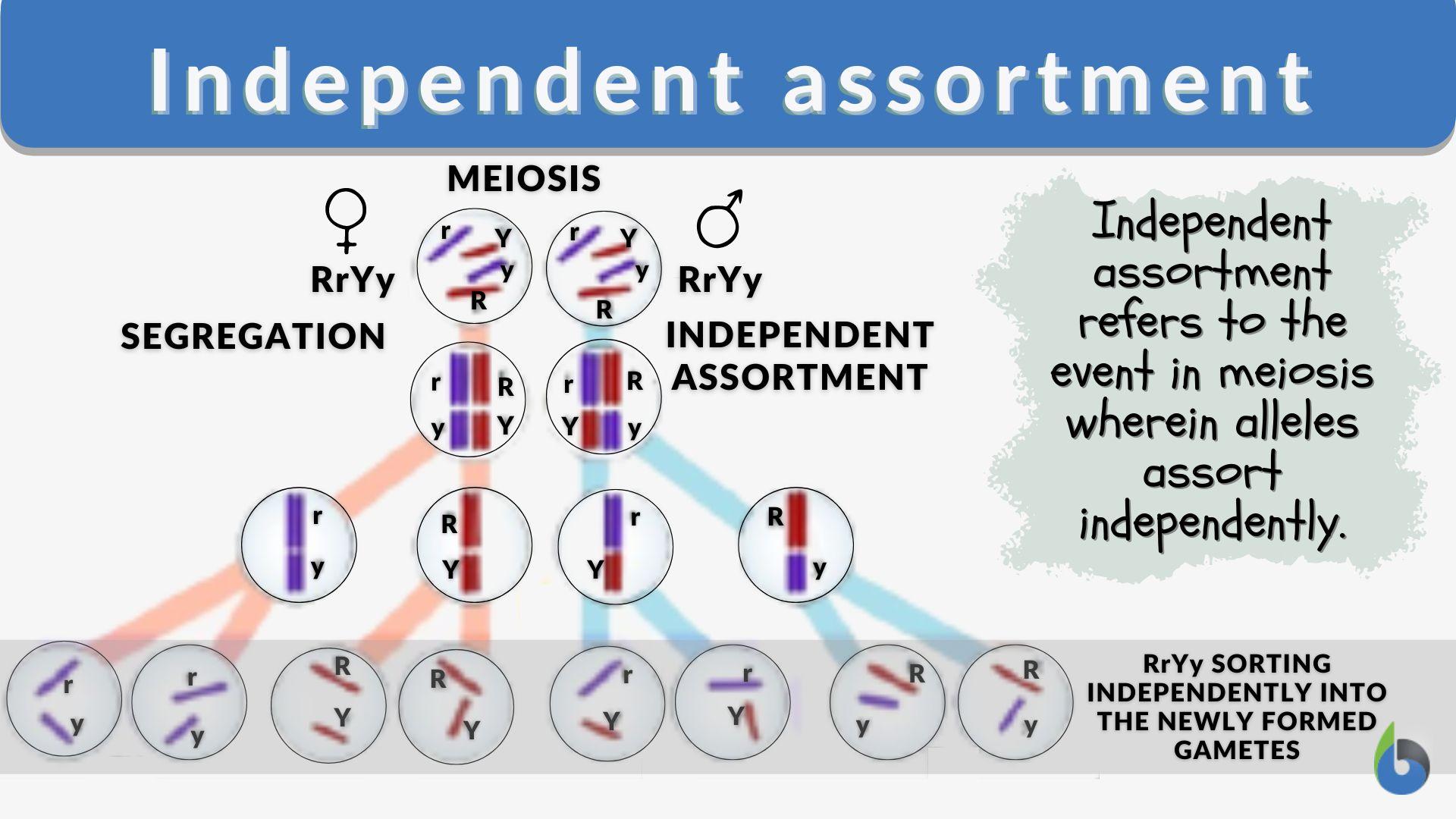 Independent Assortment Definition And Examples Biology Online Dictionary