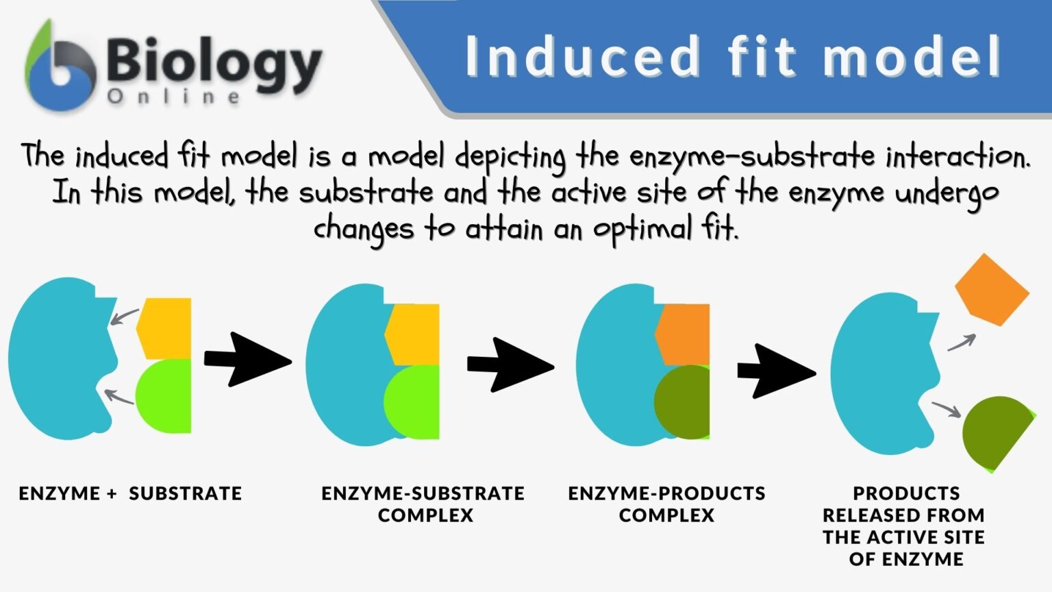 Induced Fit Model Definition And Examples Biology Online Dictionary