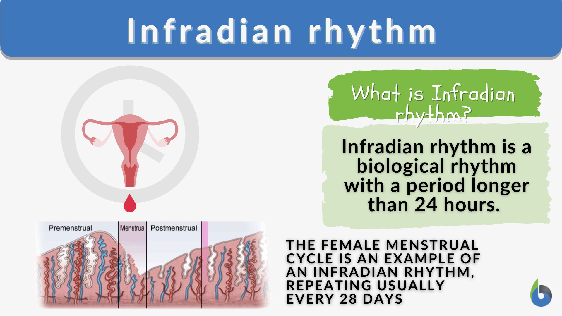 Infradian Rhythm Definition And Examples Biology Online Dictionary