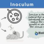 Inoculum - Definition and Examples - Biology Online Dictionary