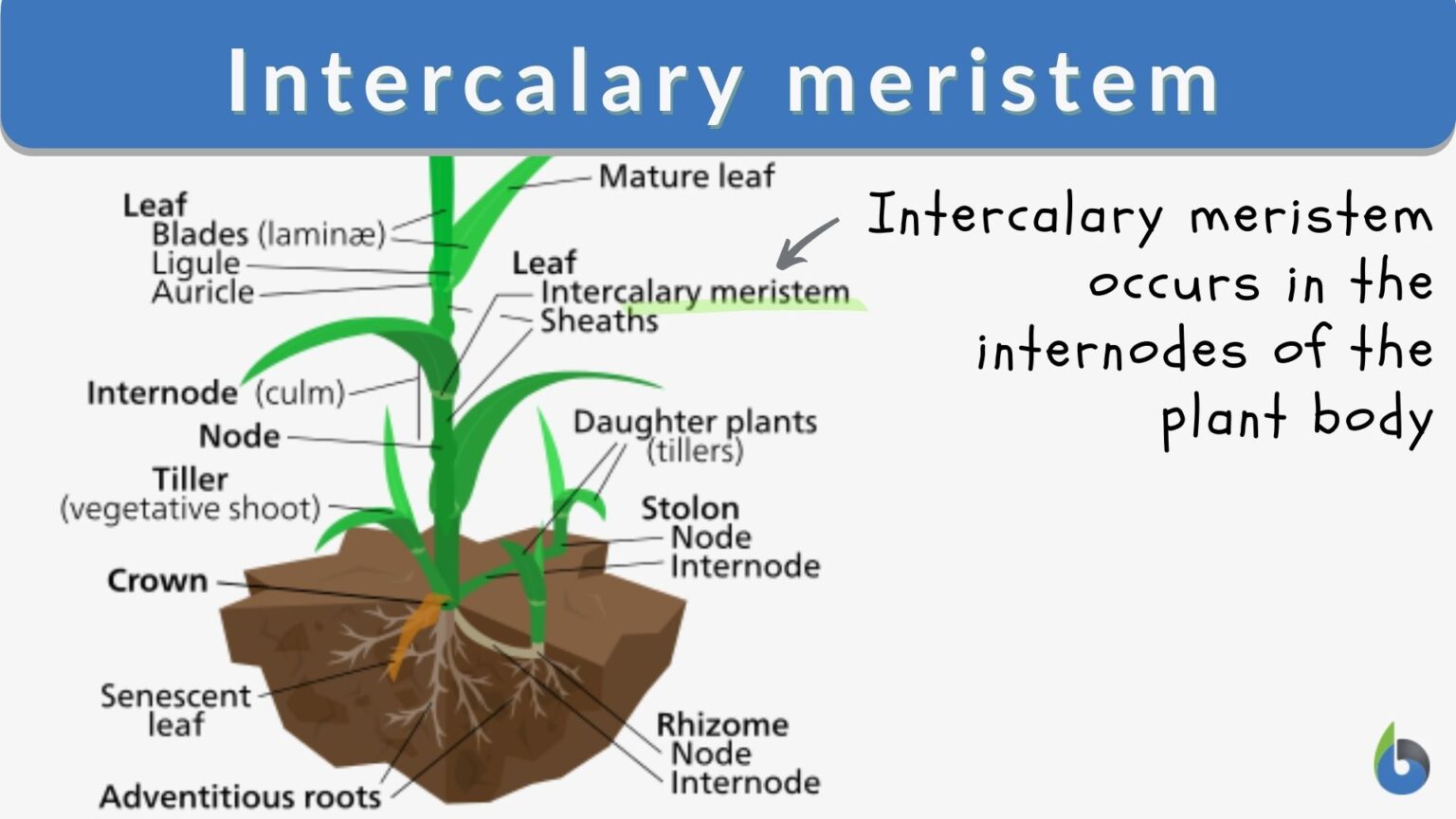 What Is Intercalary Meristem Class 9th