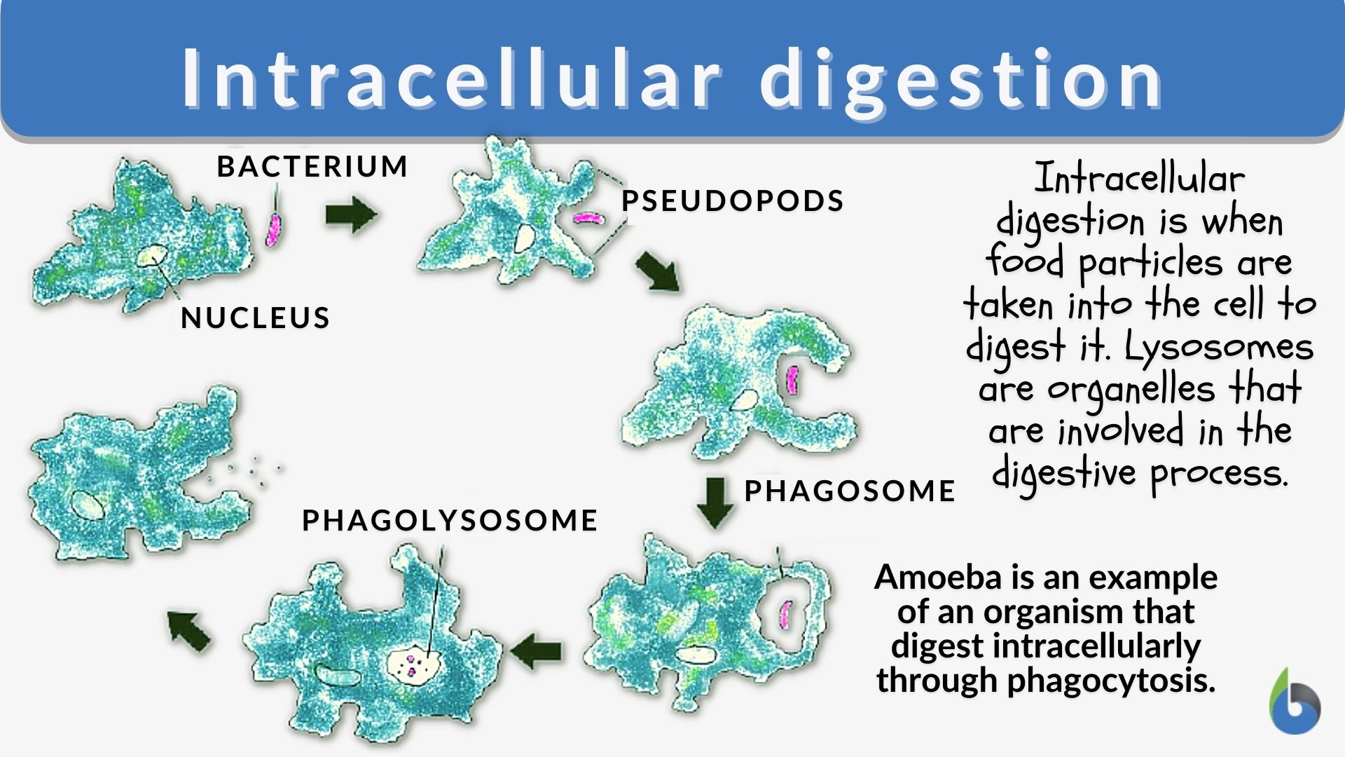 Extracellular Digestion  