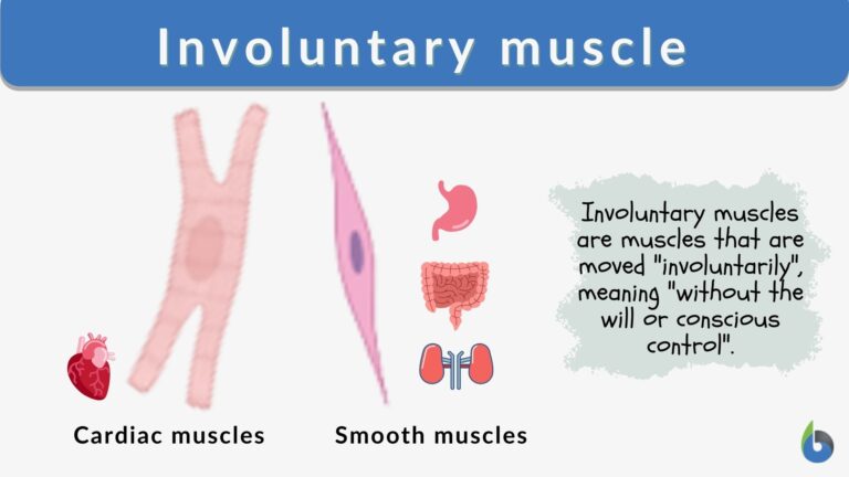 involuntary-muscle-definition-and-examples-biology-online-dictionary