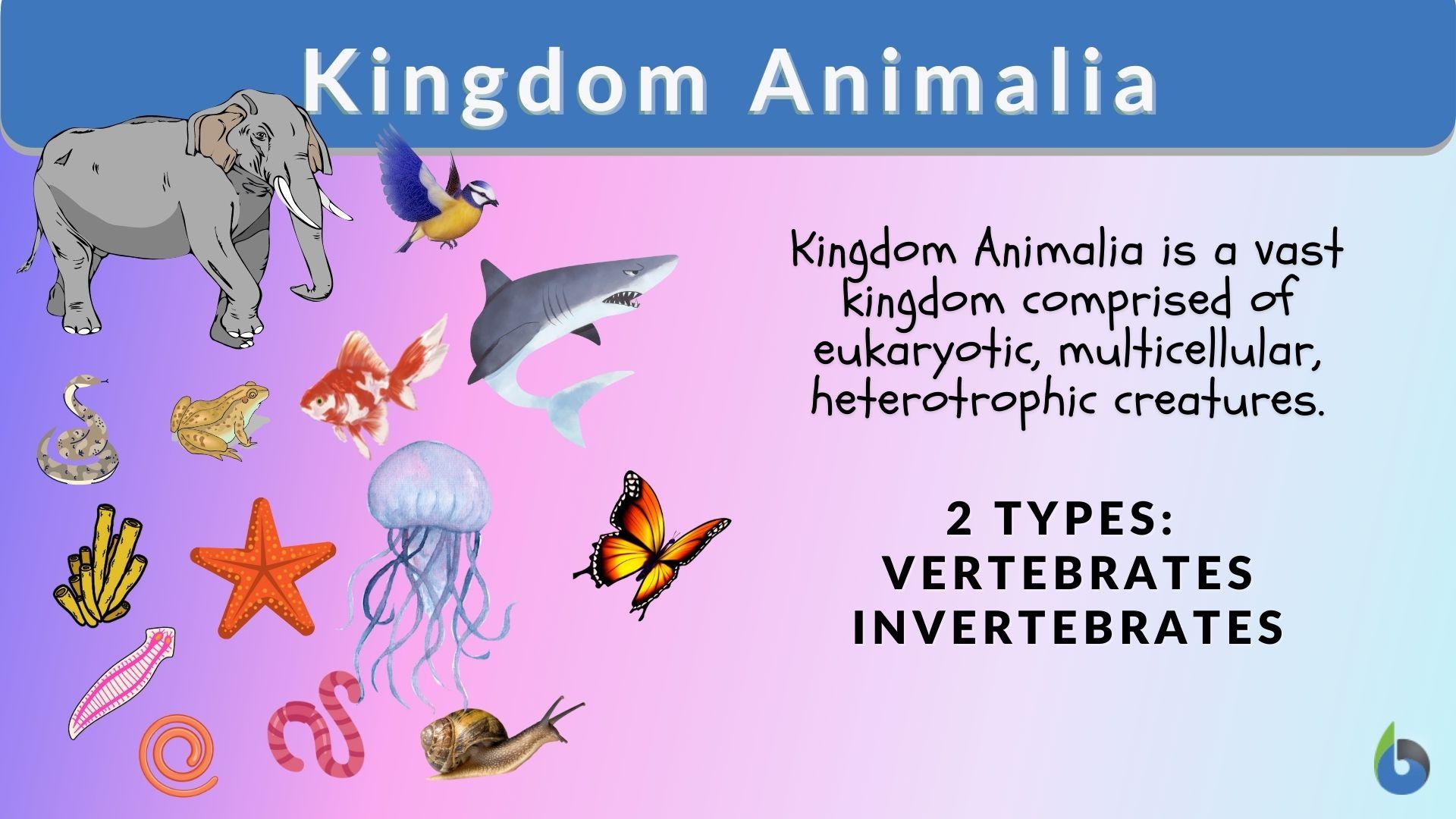 Kingdom Animalia Definition And Examples Biology Online Dictionary