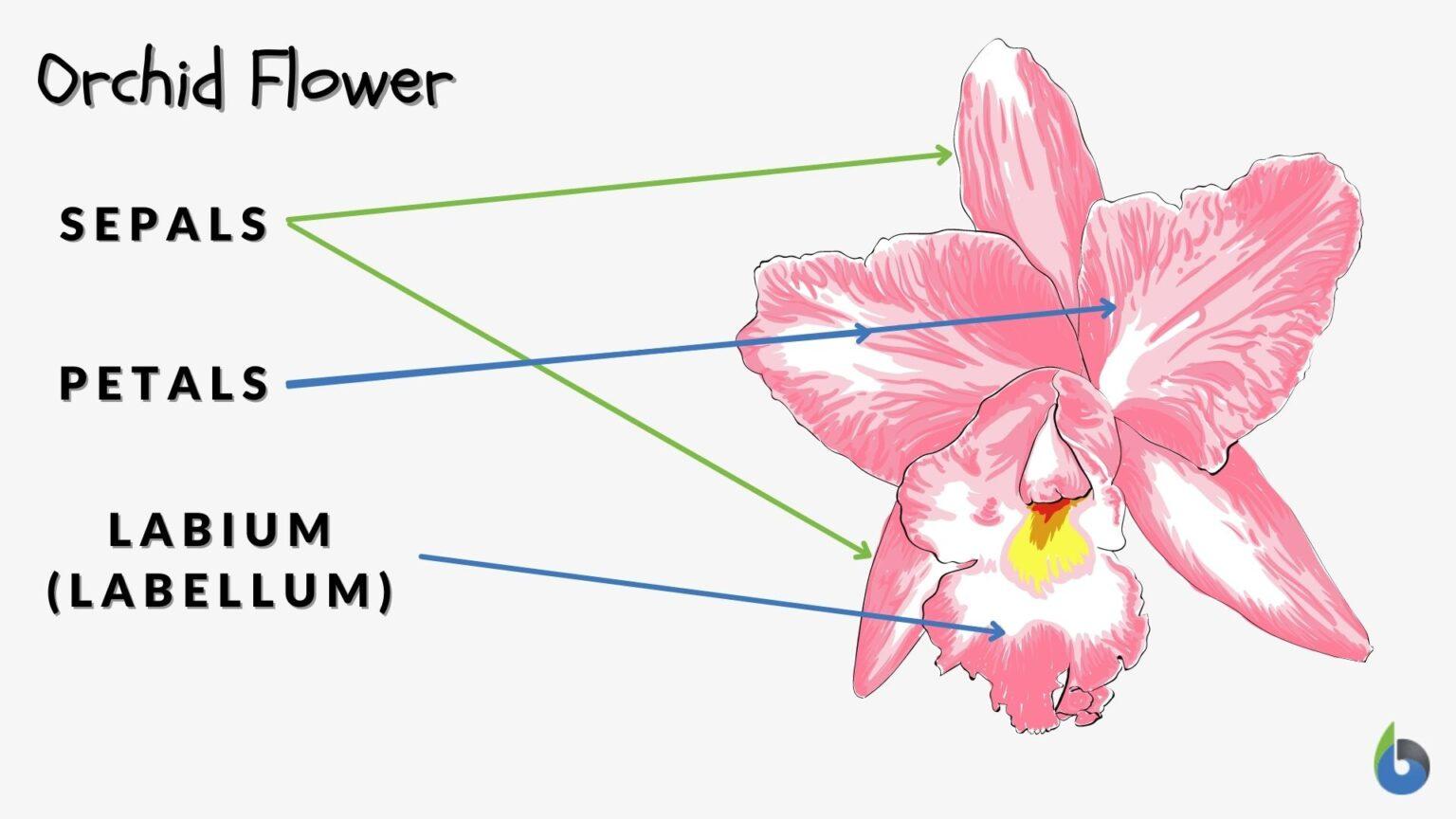 Labia Definition and Examples - Biology Online Dictionary