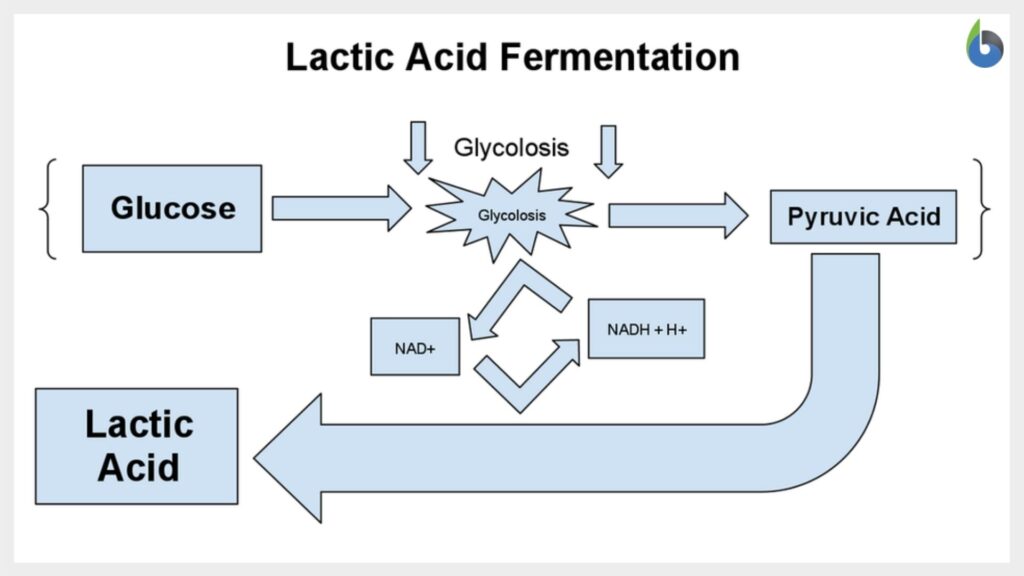 lactic acid fermentation diagram