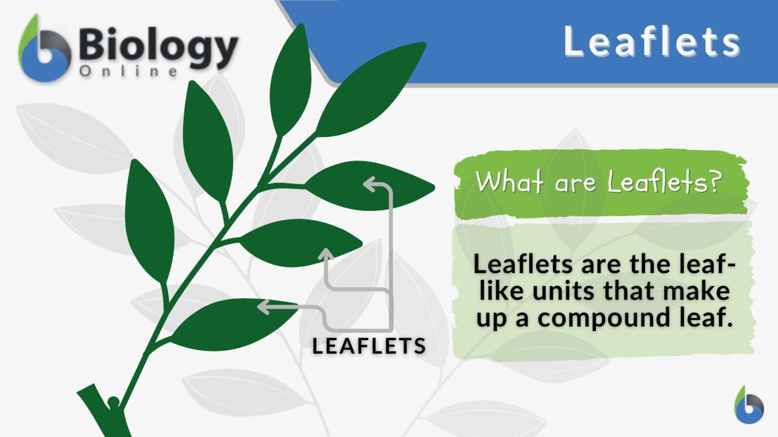 leaflet-what-is-a-leaflet-definition-types-uses