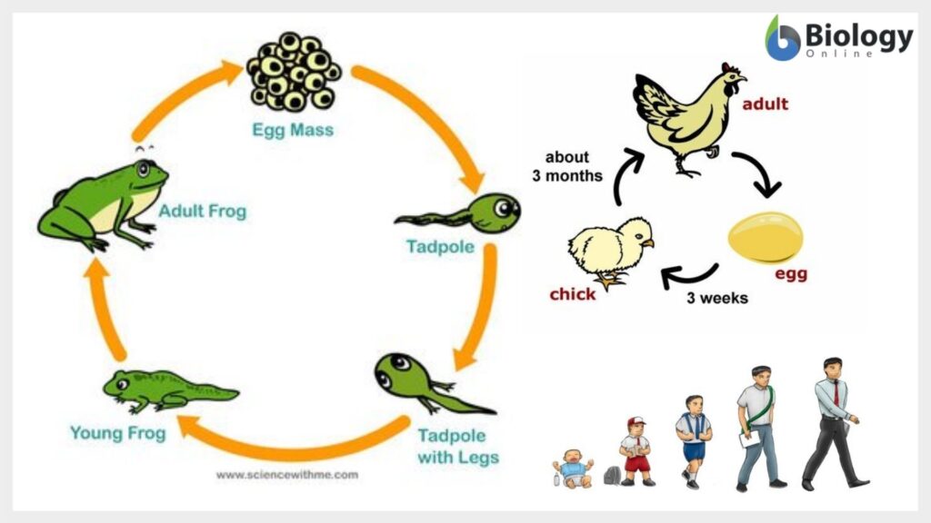 Chordata - Definition and Examples - Biology Online Dictionary