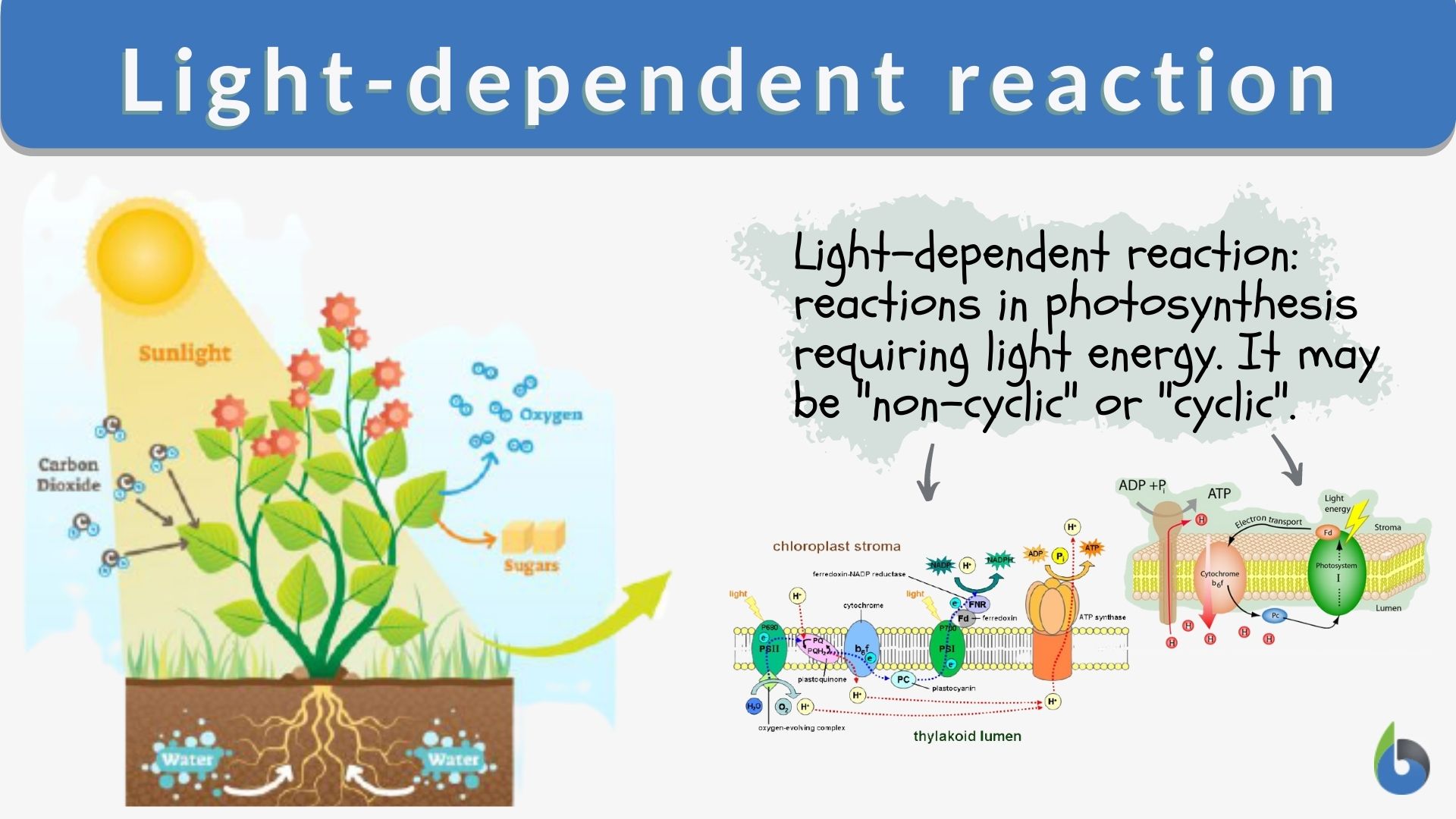light reaction of photosynthesis biology