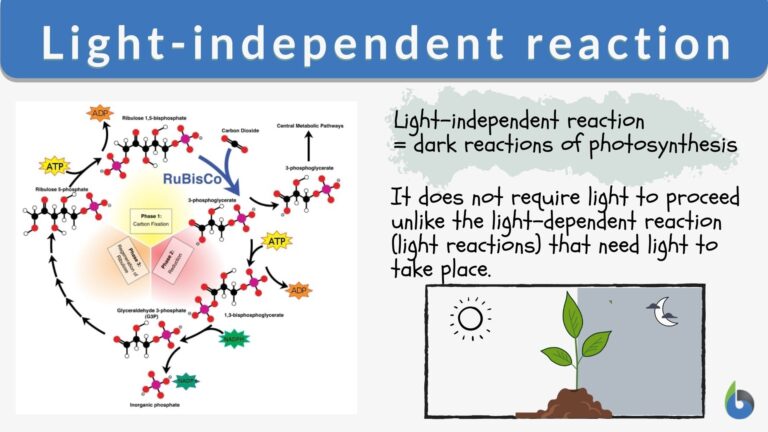 light independent reactions occur in the        <h3 class=