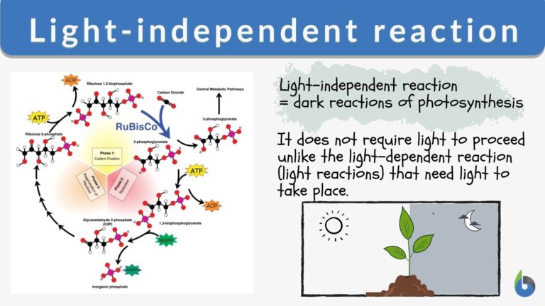 Light independent Reaction Definition And Examples Biology Online 