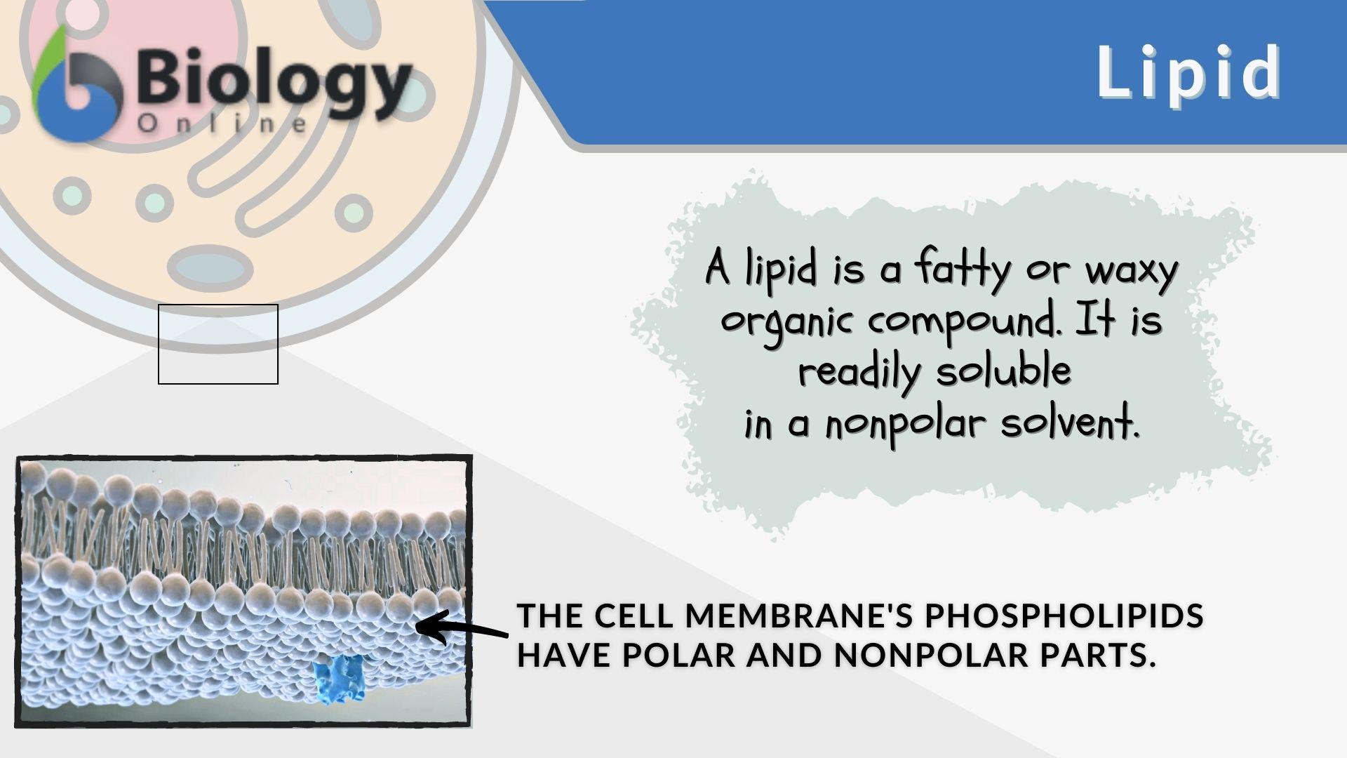 Lipid Definition And Examples Biology Online Dictionary