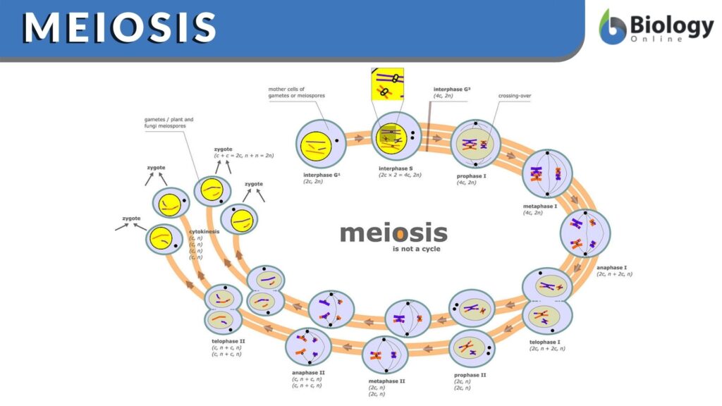 Meiosis - Function, Phases and Examples - Biology Online Dictionary