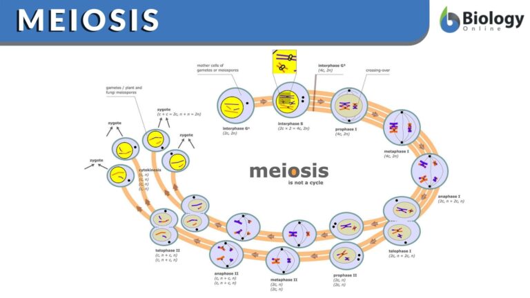 Meiosis Function Phases And Examples Biology Online Dictionary