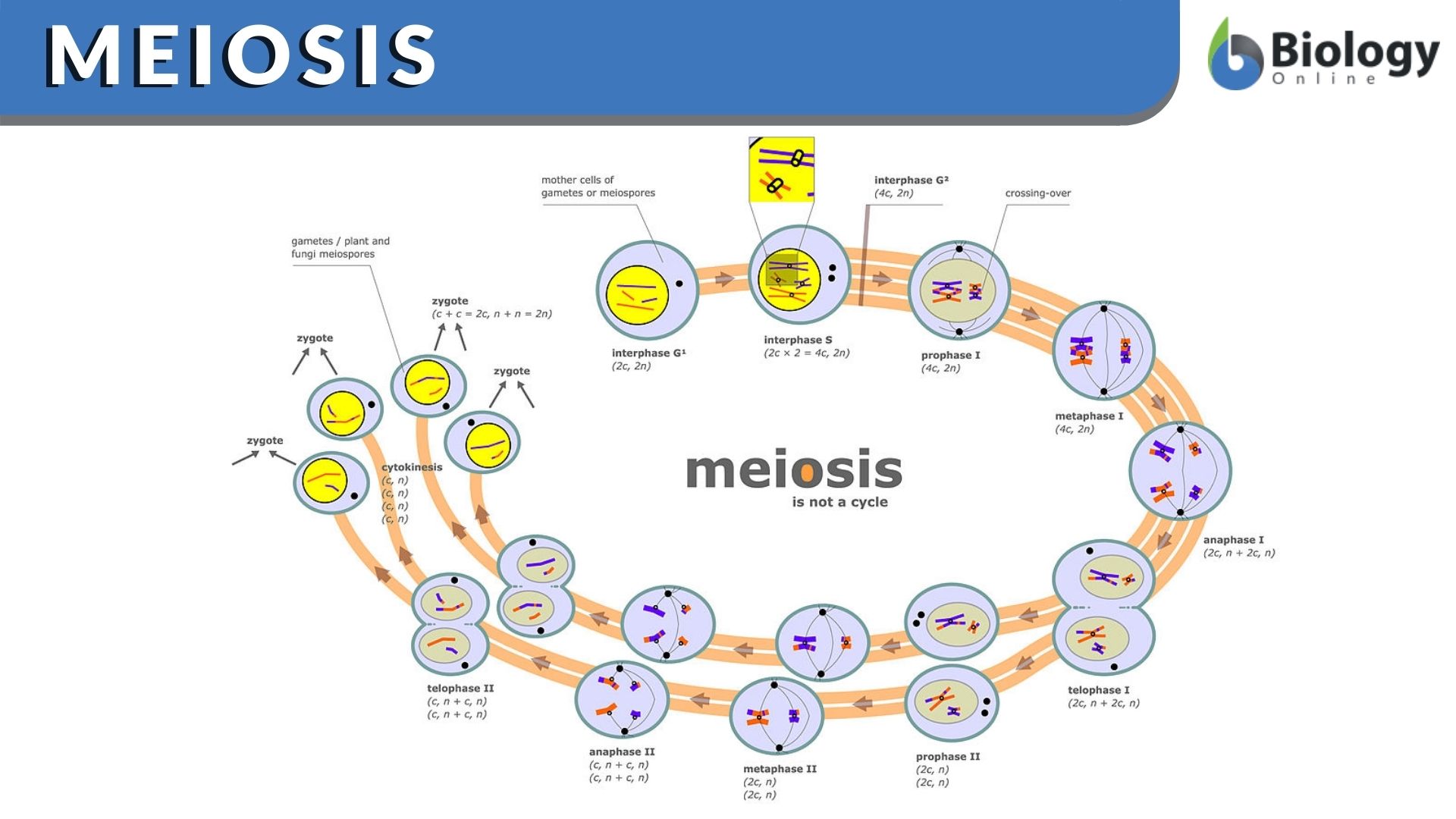 mitosis stages diagram