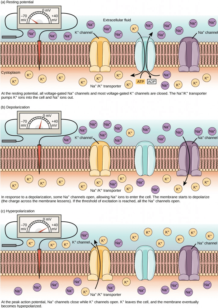 Axon Hillock Definition, Function & Location - Video & Lesson