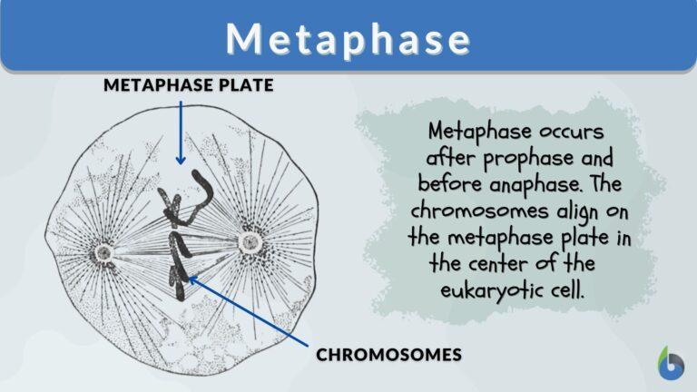 Metaphase Definition And Examples Biology Online Dictionary