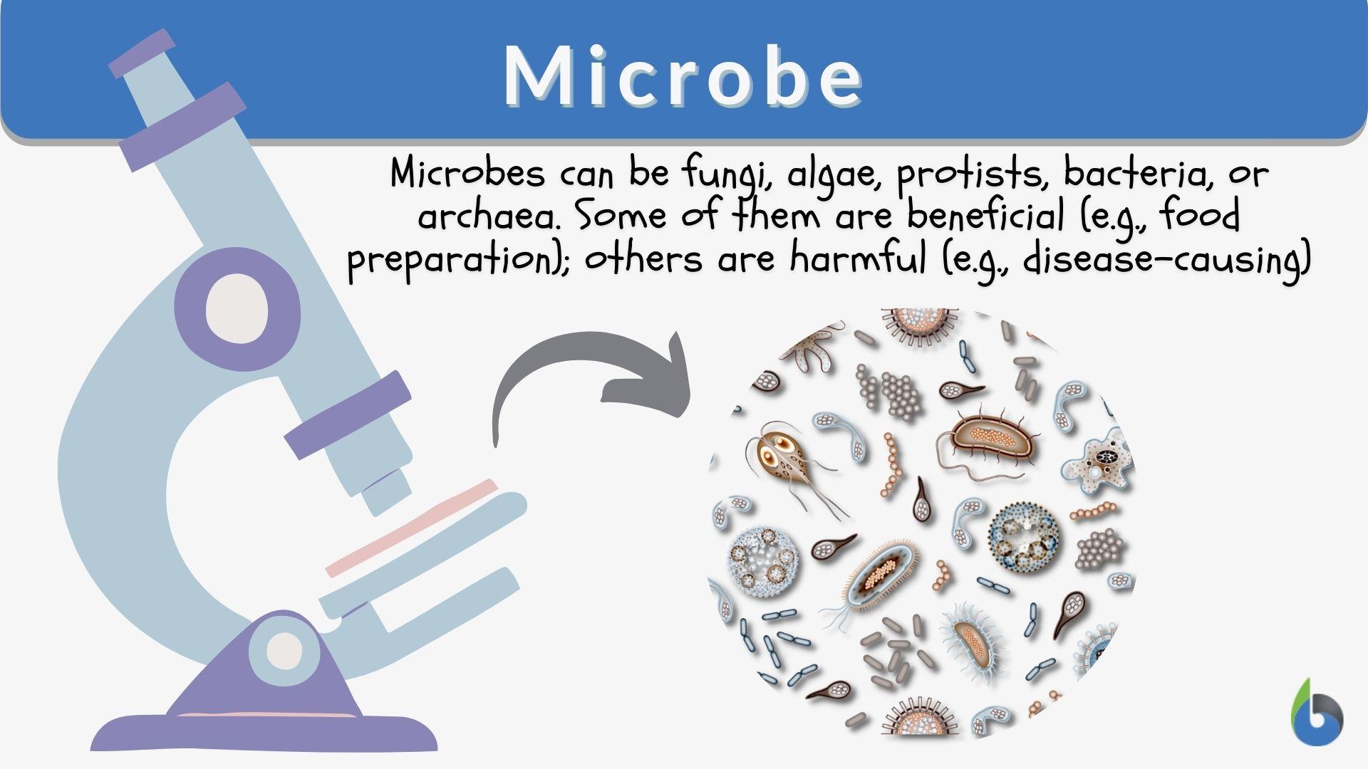 Bacterial Culture Media: Classification, Types, Uses • Microbe Online