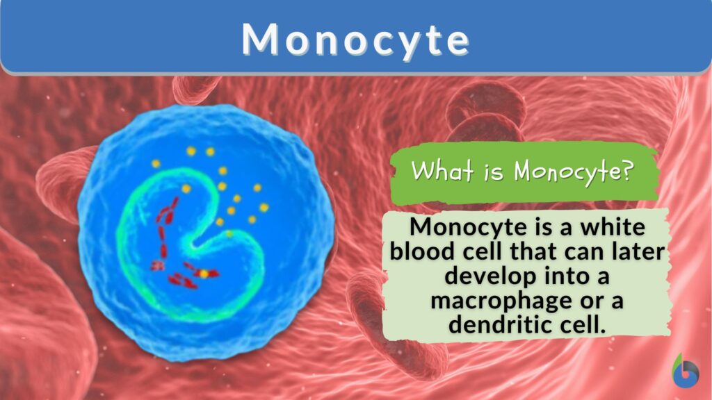 what-are-absolute-monocytes-and-what-does-a-high-count-of-them-in-you