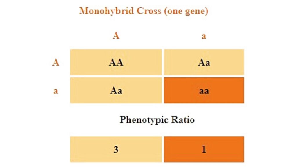 phenotypic-ratio-definition-and-examples-biology-online-dictionary