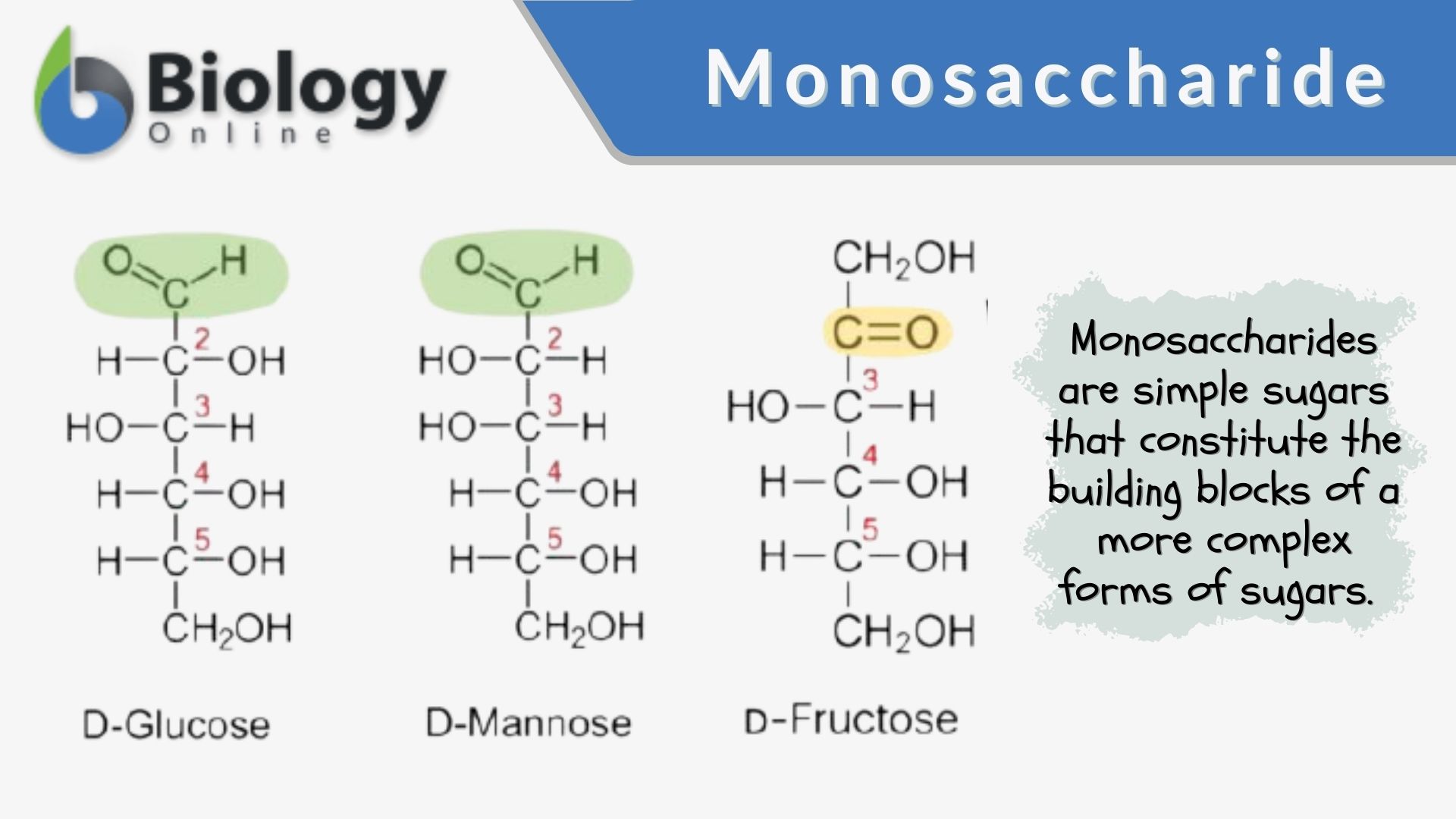 Monosaccharide Definition and Examples Biology Online Dictionary