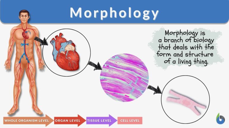 What Is Morphology Explain With Examples