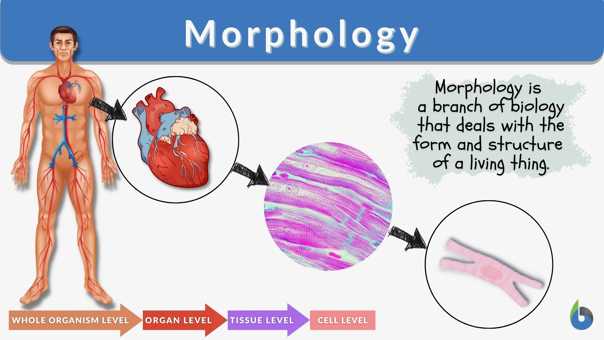 Morphology Definition And Examples Biology Online Dictionary