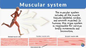 Smooth muscle Definition and Examples - Biology Online Dictionary