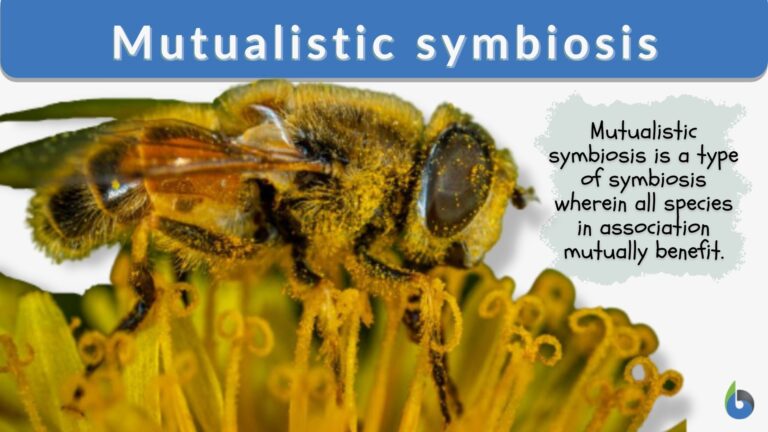 Mutualistic symbiosis - Definition and Examples - Biology Online Dictionary