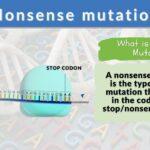 Nonsense mutation - Definition and Examples - Biology Online Dictionary