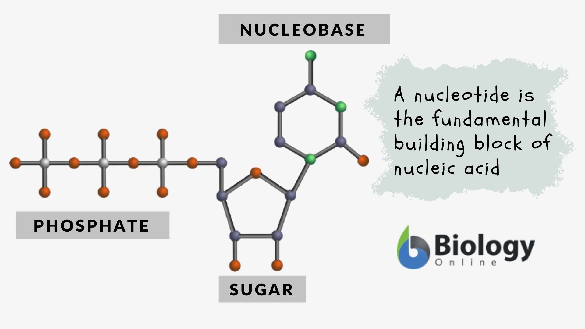 Nucleotide Definition and Examples Biology Online Dictionary