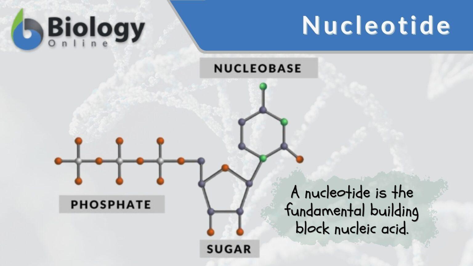 Nucleotide Definition And Examples - Biology Online Dictionary