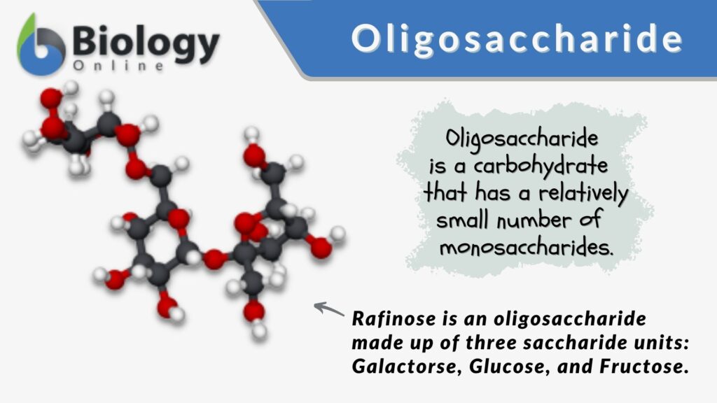 oligosaccharide-definition-and-examples-biology-online-dictionary