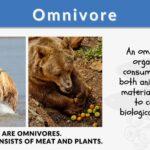 define omnivore