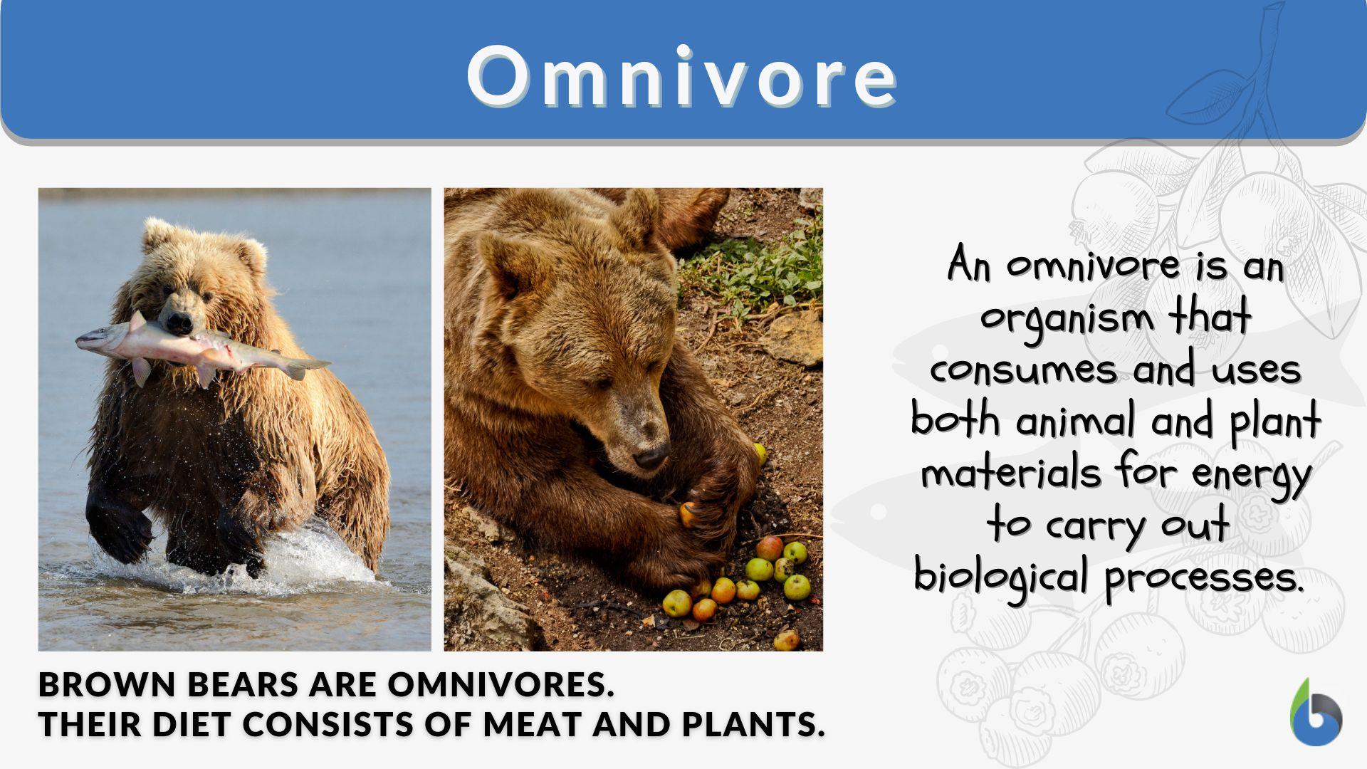 omnivore animals name