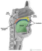 Vestibule - Definition and Examples - Biology Online Dictionary