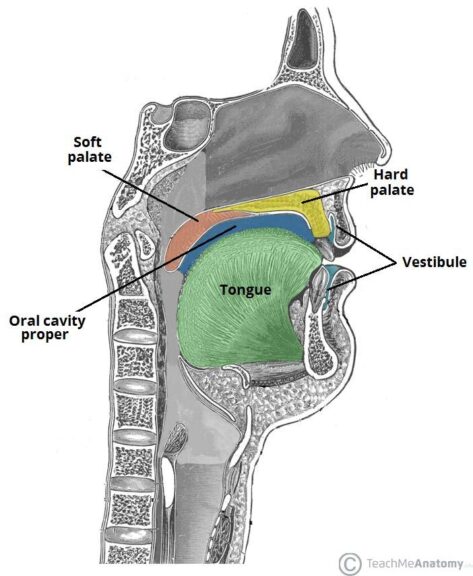 Vestibule Definition And Examples Biology Online Dictionary