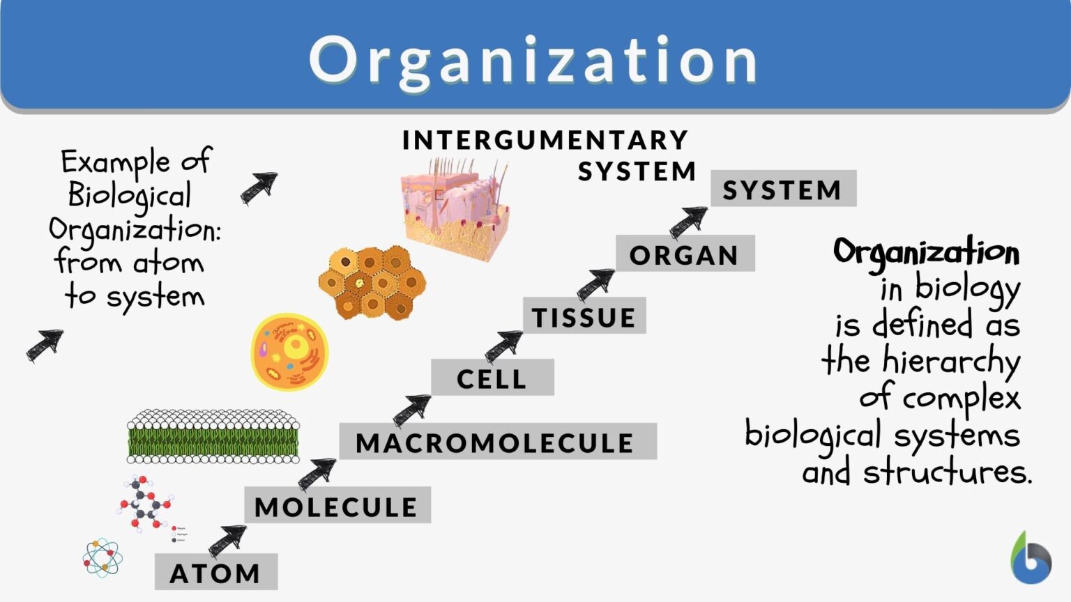 Organization Definition And Examples Biology Online Dictionary