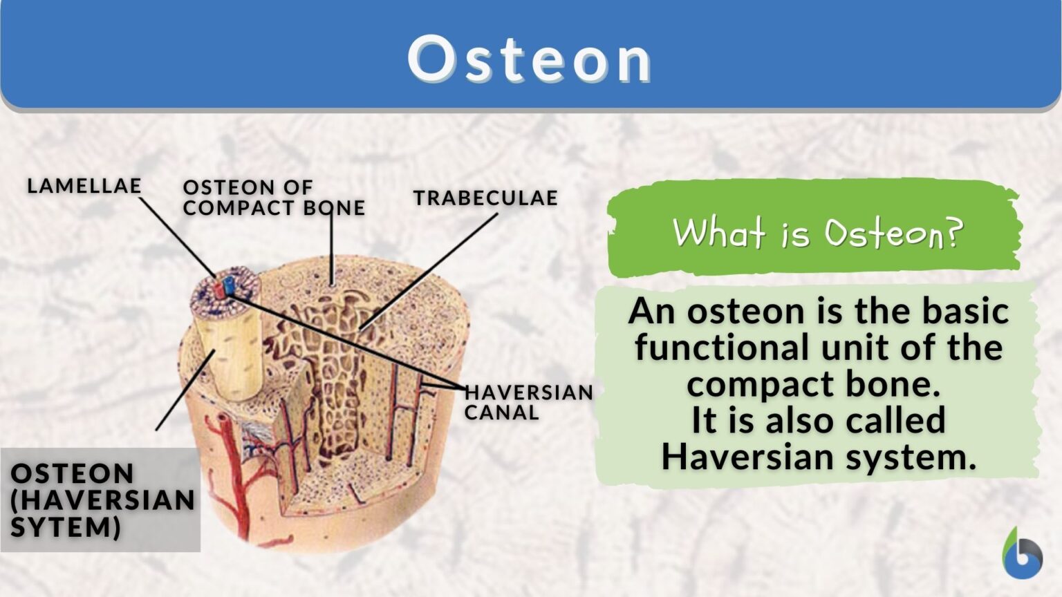 osteon-definition-and-examples-biology-online-dictionary