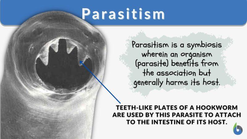 Parasitism - Definition and Examples - Biology Online Dictionary